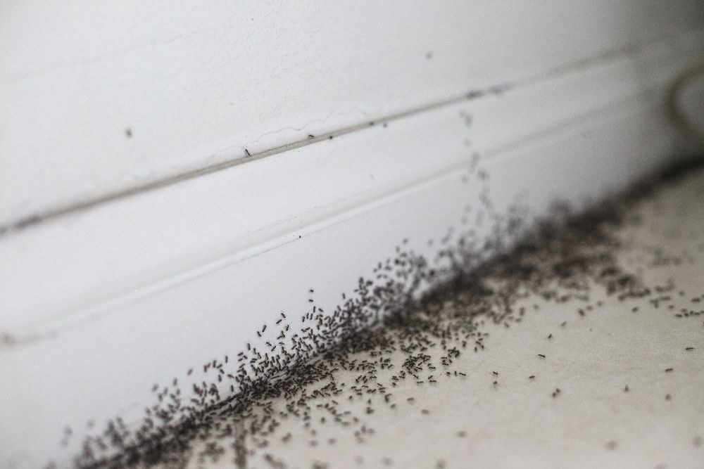 A cluster of ants on the floor next to a wall, illustrating the need for ant control services in Miami, FL.