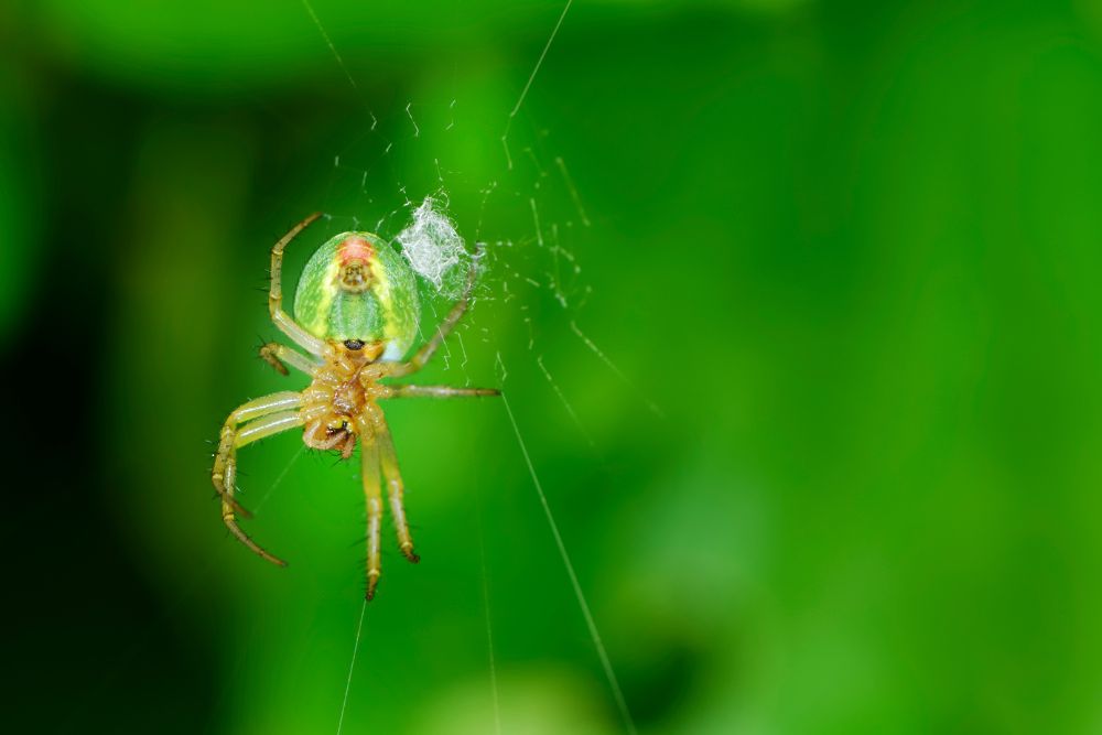 A spider is perched on its web, surrounded by a lush green background, showcasing its delicate structure and environment.